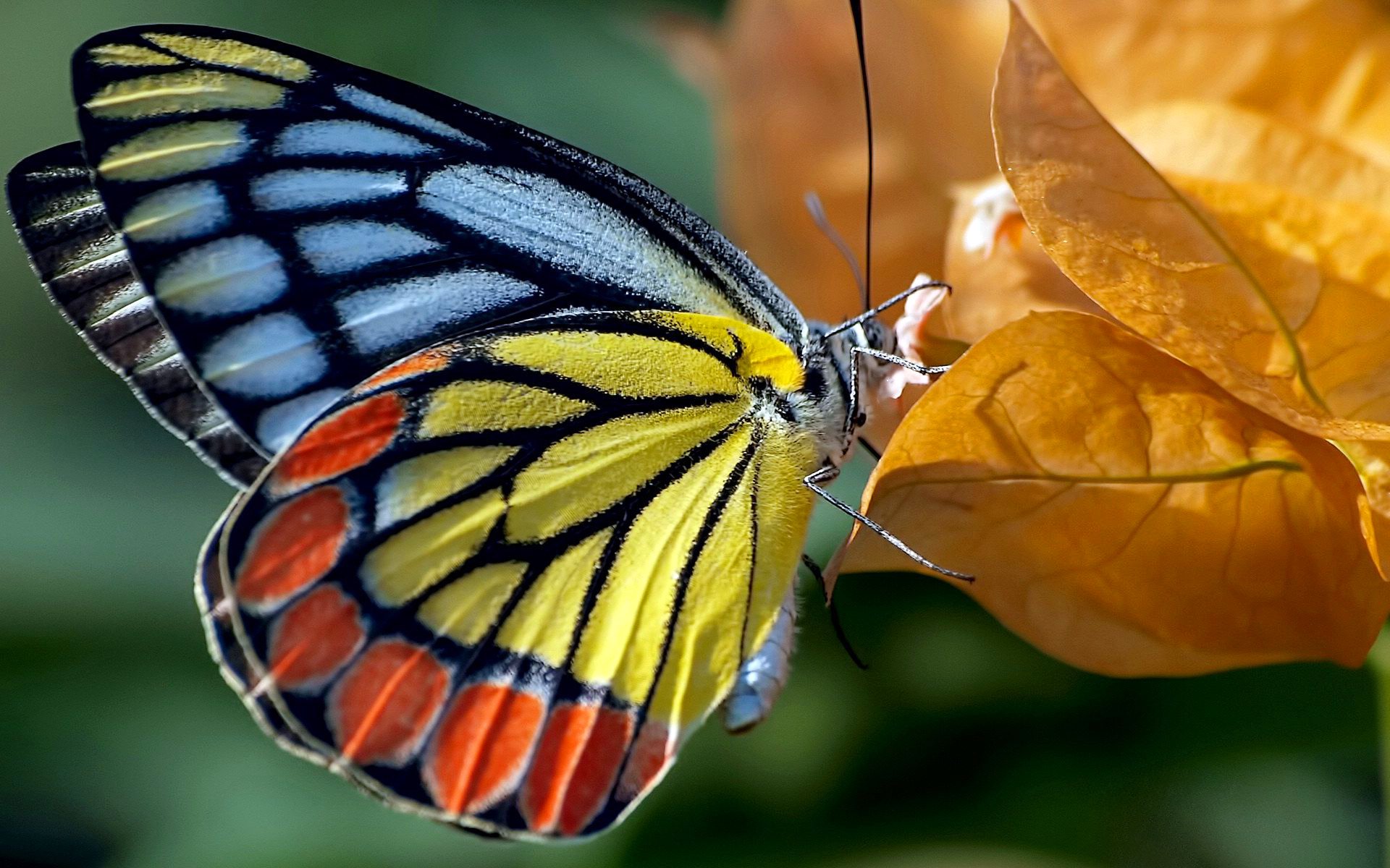 farfalla foglie falena autunno natura colore vernice