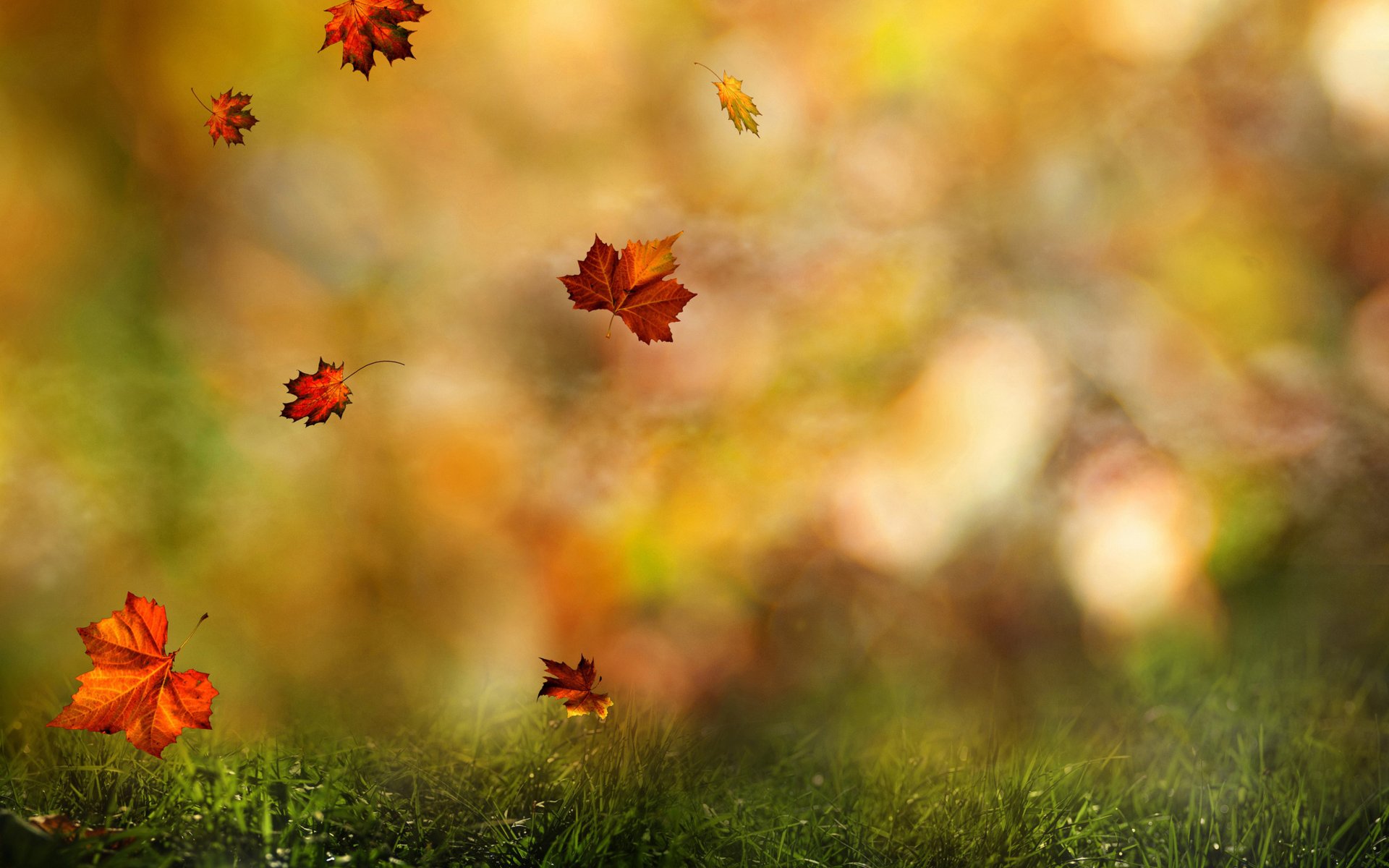 otoño bosque caída hojas vueltas otoño rocío gotas agua hierba colores otoño naturaleza macro desenfoque bokeh fondo de pantalla