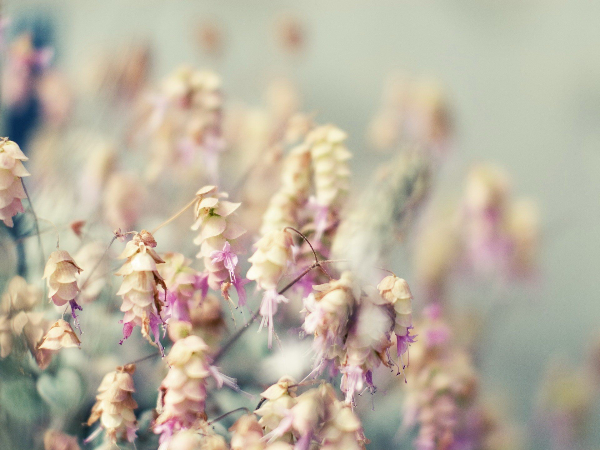 blumen unschärfe blumenstrauß