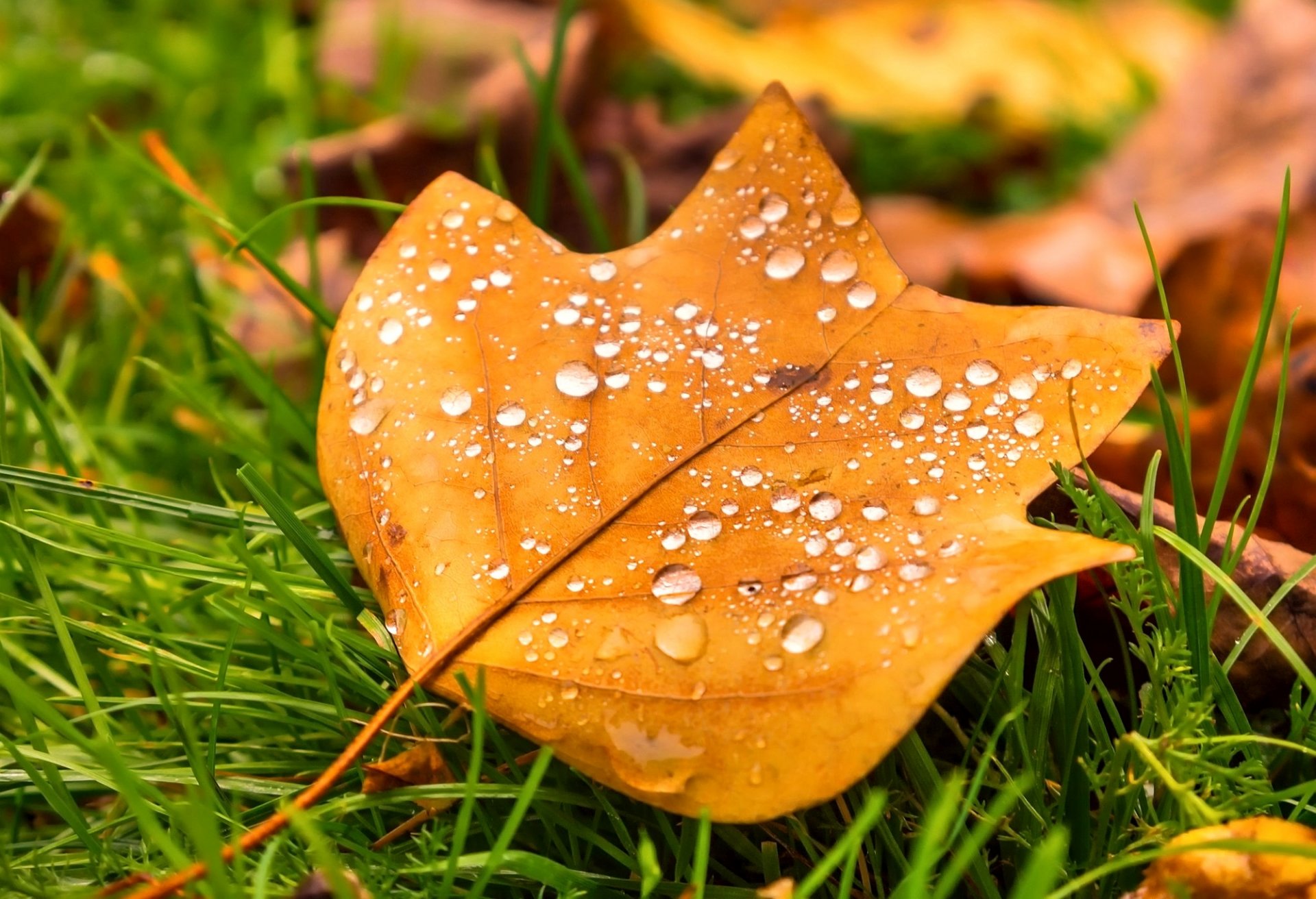 hoja gotas hierba naturaleza otoño macro