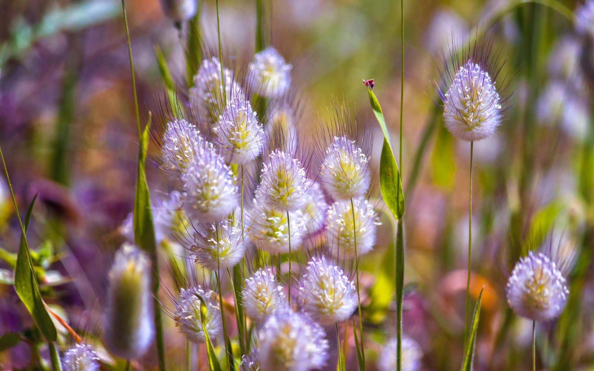 wiese grashalme natur makro