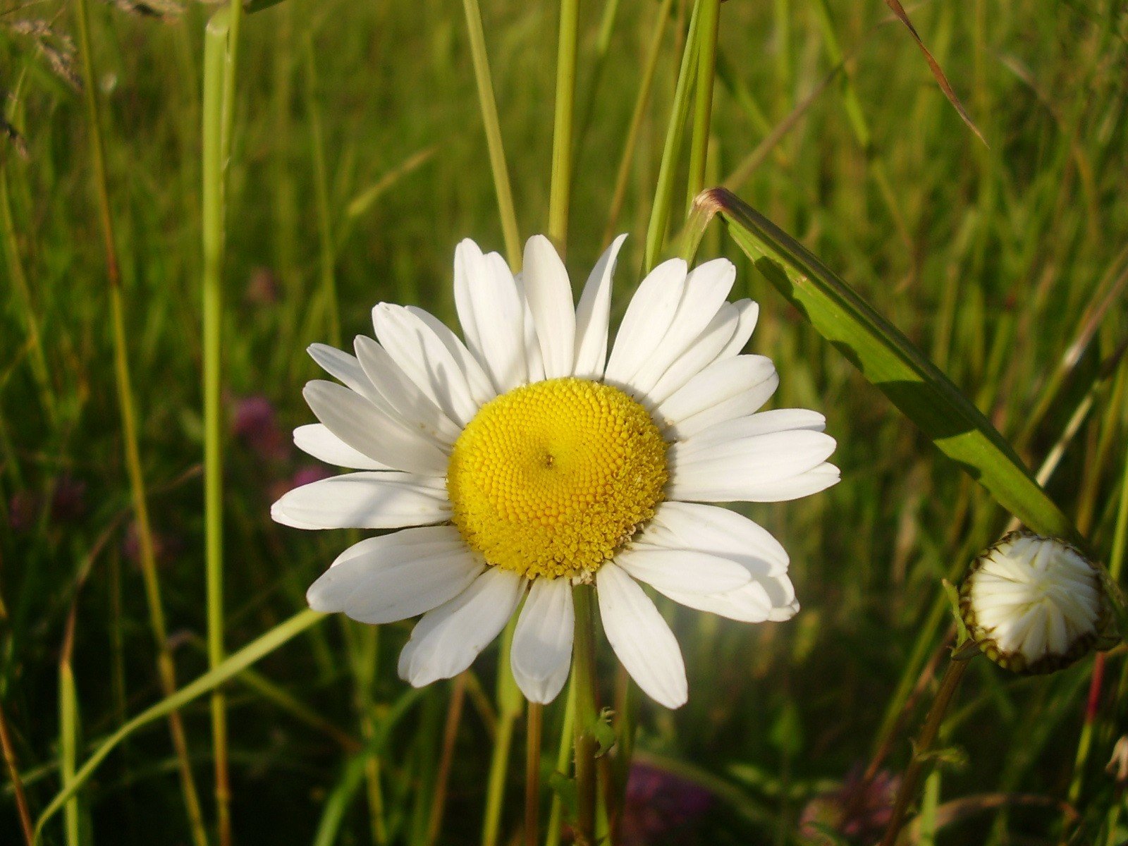 kamille gras grün