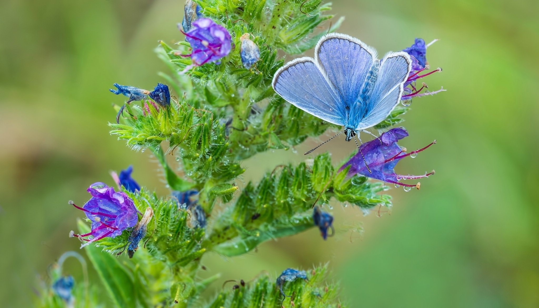 taube schmetterling blume makro