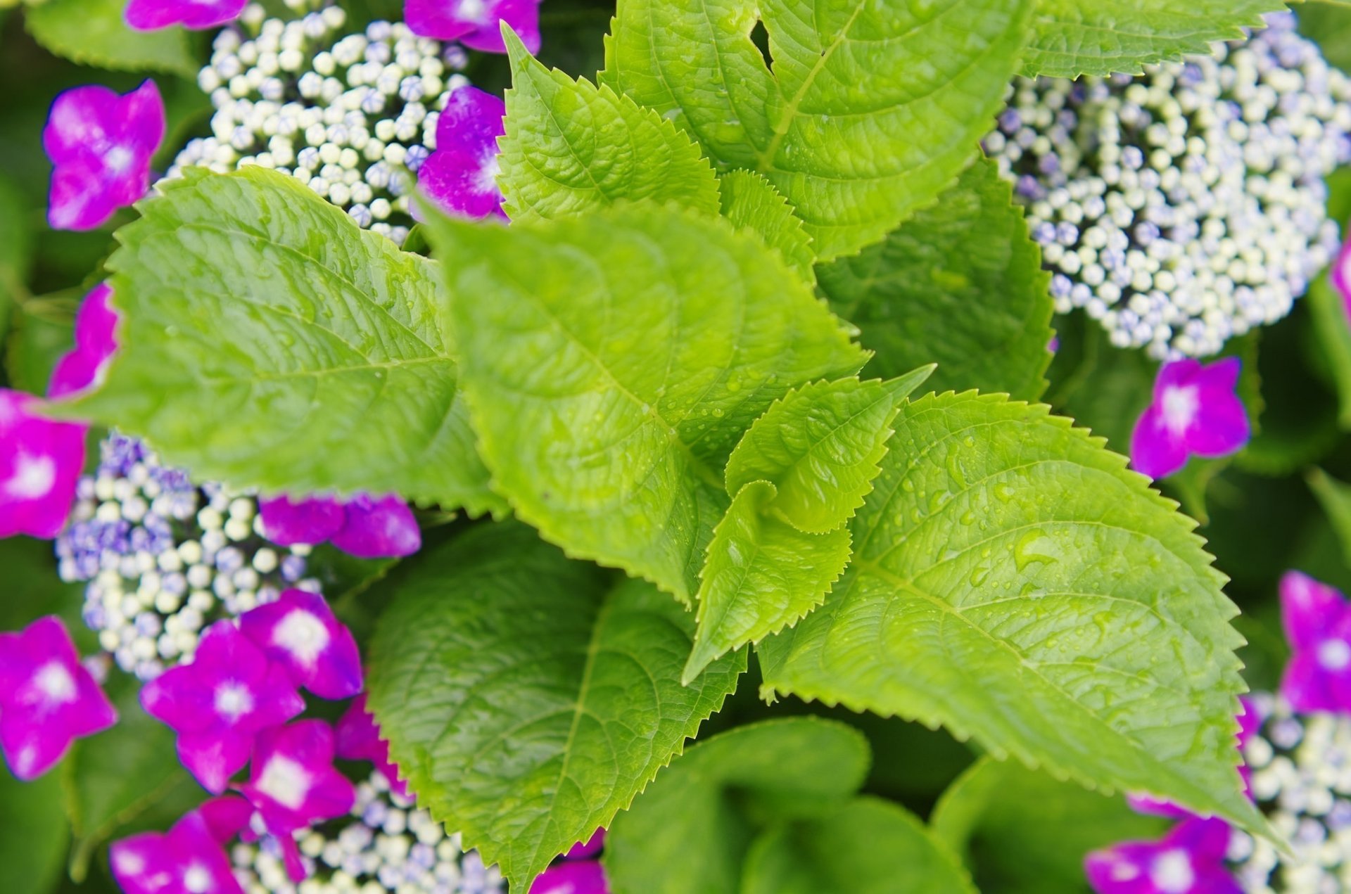 planta hojas verde brillante gotas verano macro