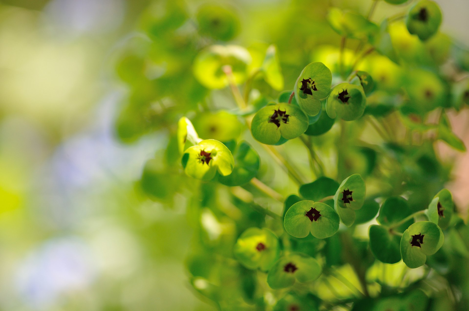 euphorbia plant flowers green