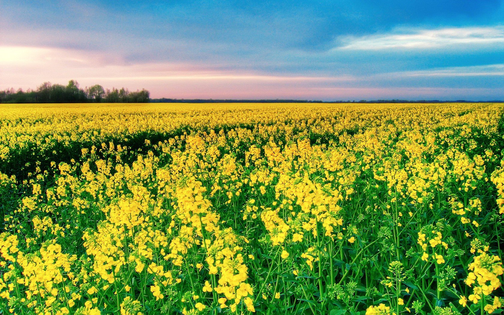 campo amarillo