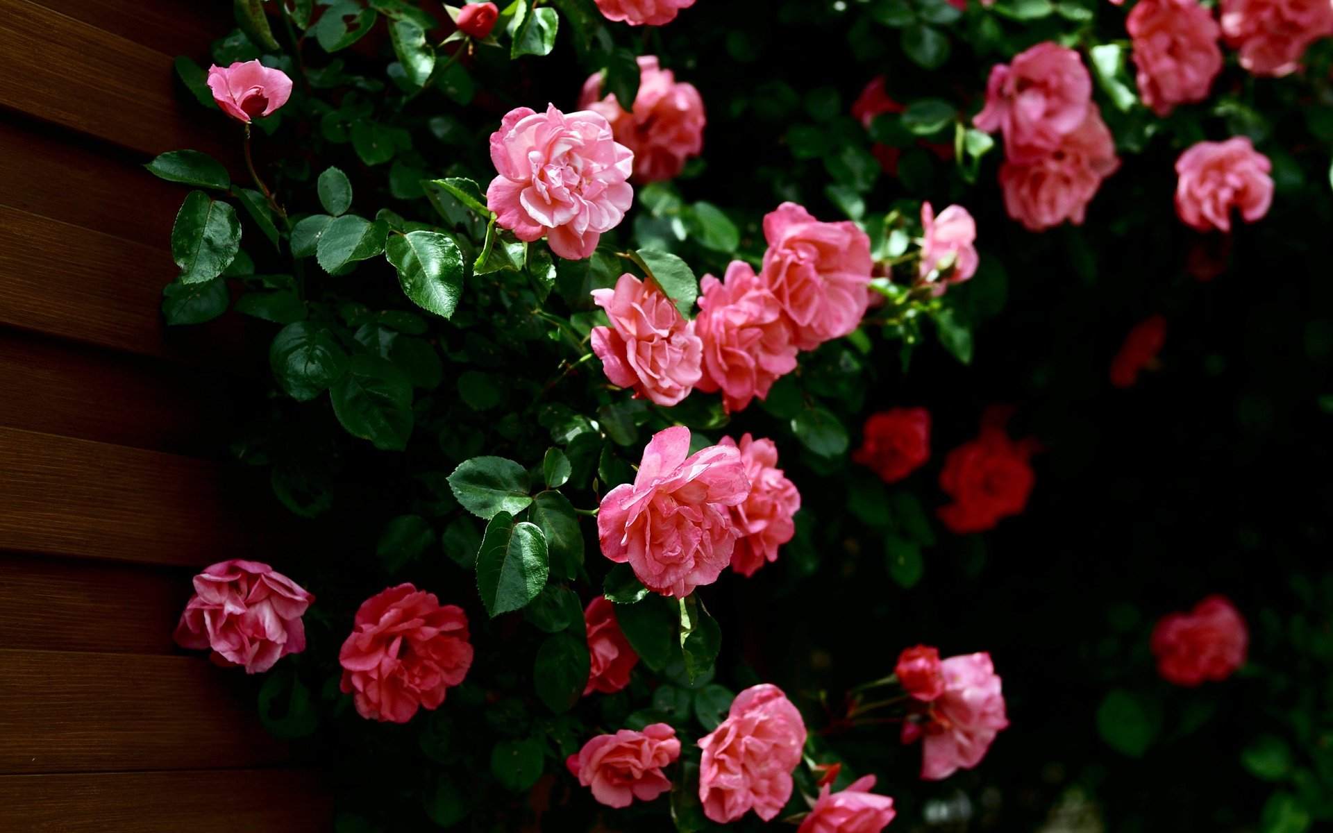 rose feuilles mur