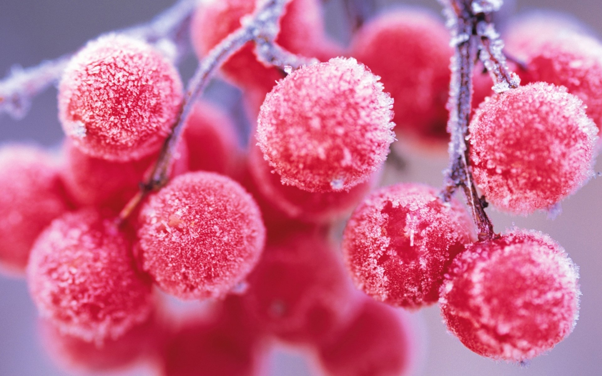 schneeball.beeren frost frost