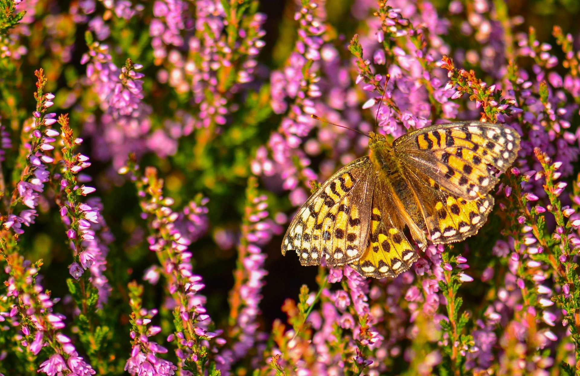 perla aglaya mariposa brezo macro