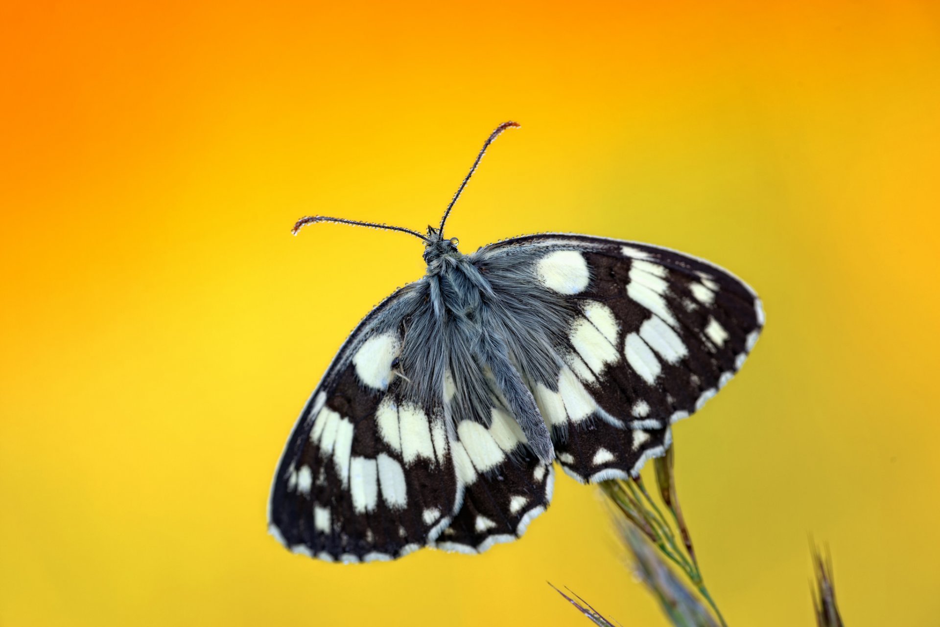 plant butterfly drops rosa background