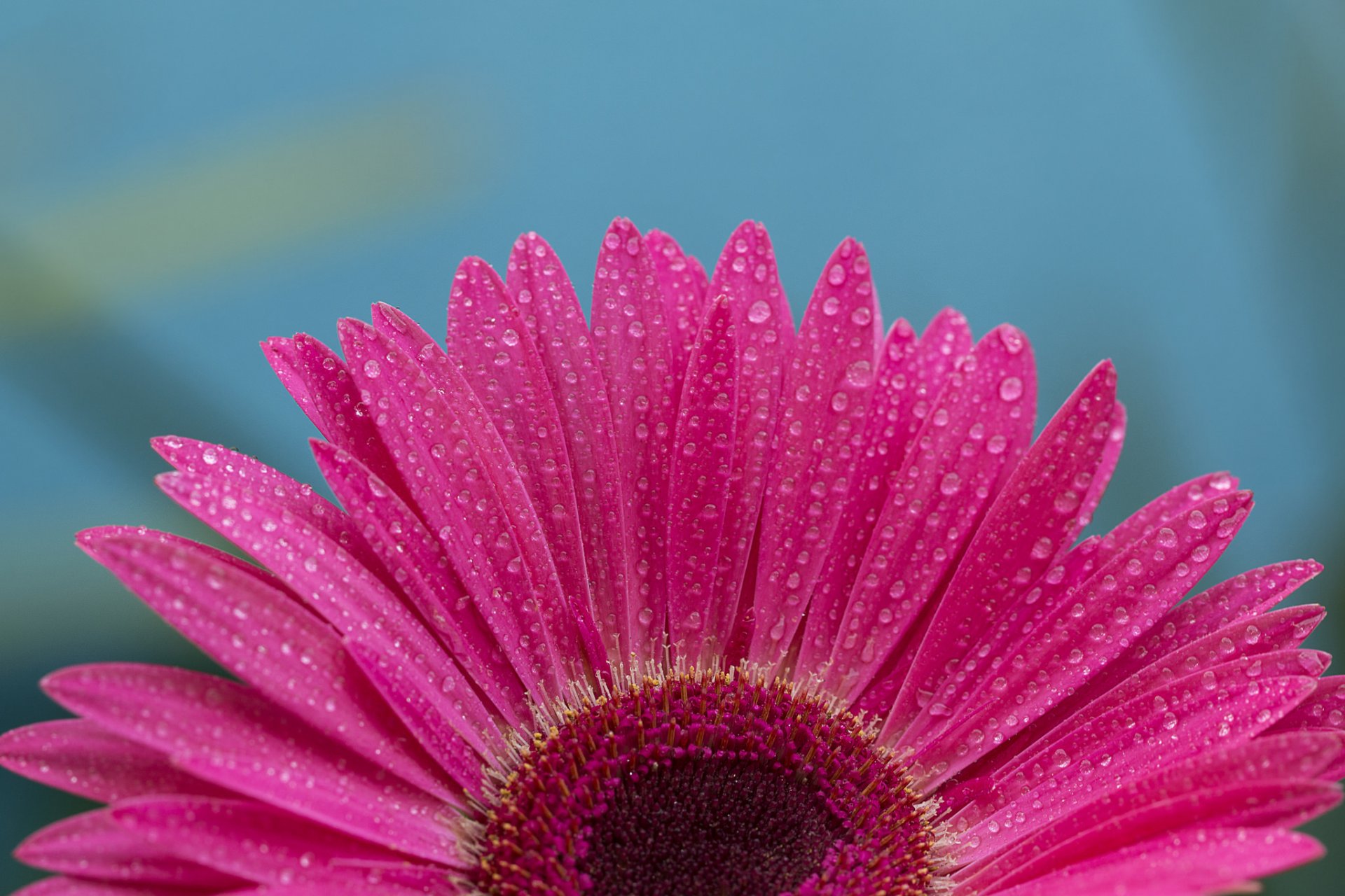 flor pétalos gerbera gotas agua rocío