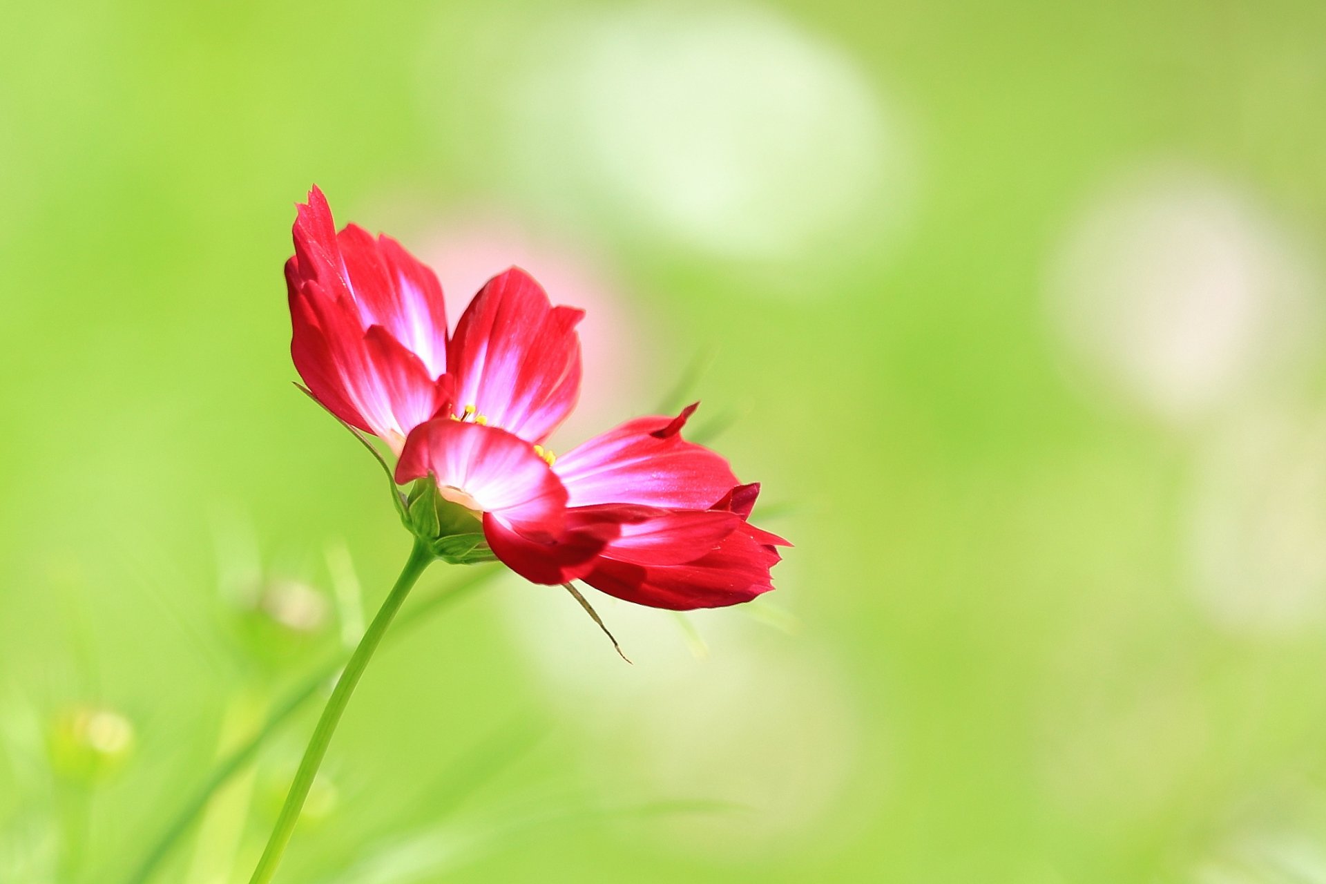 fleur pétales tige pré champ