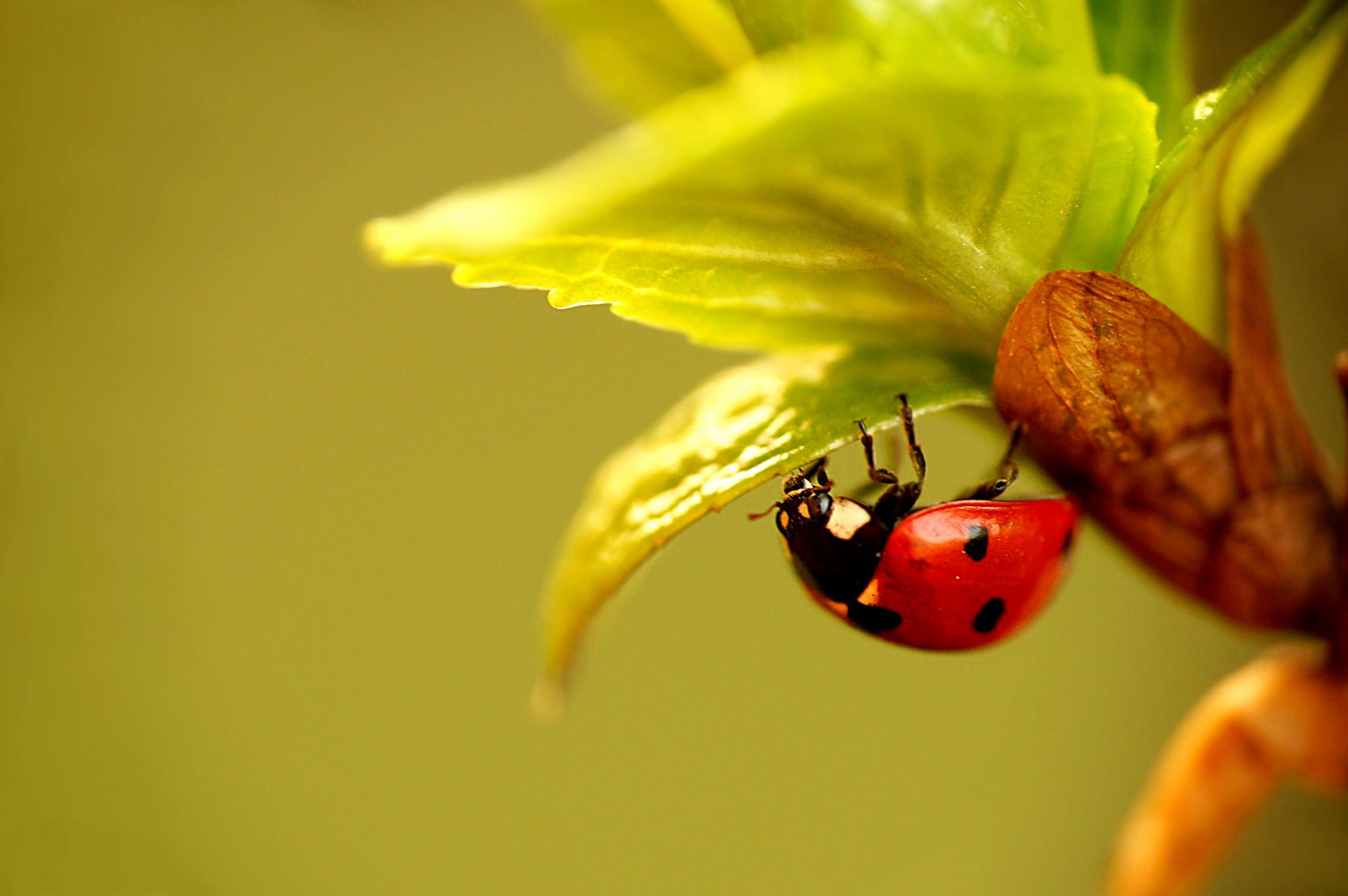 plante feuilles insecte coléoptère coccinelle