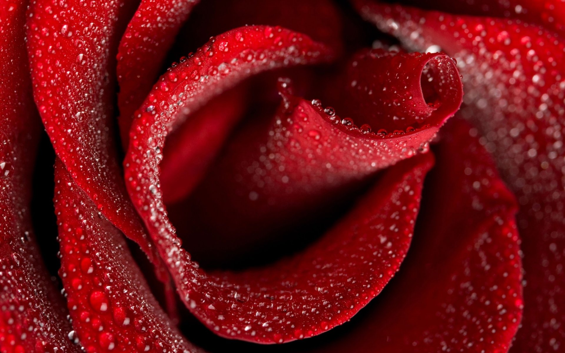 red rose close up drops flower