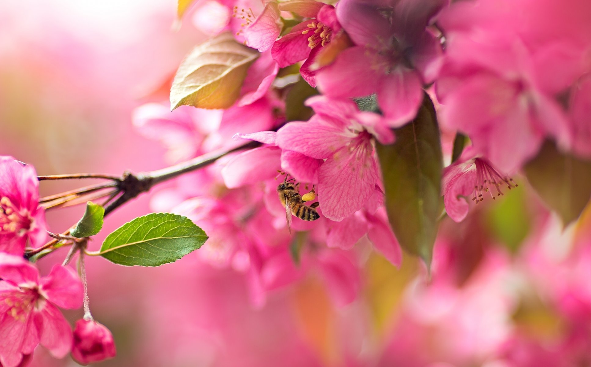 akura cherry bloom flowers branch bee close up