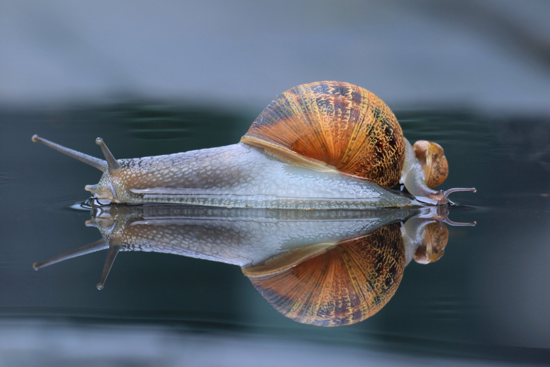 nails snail reflection close up