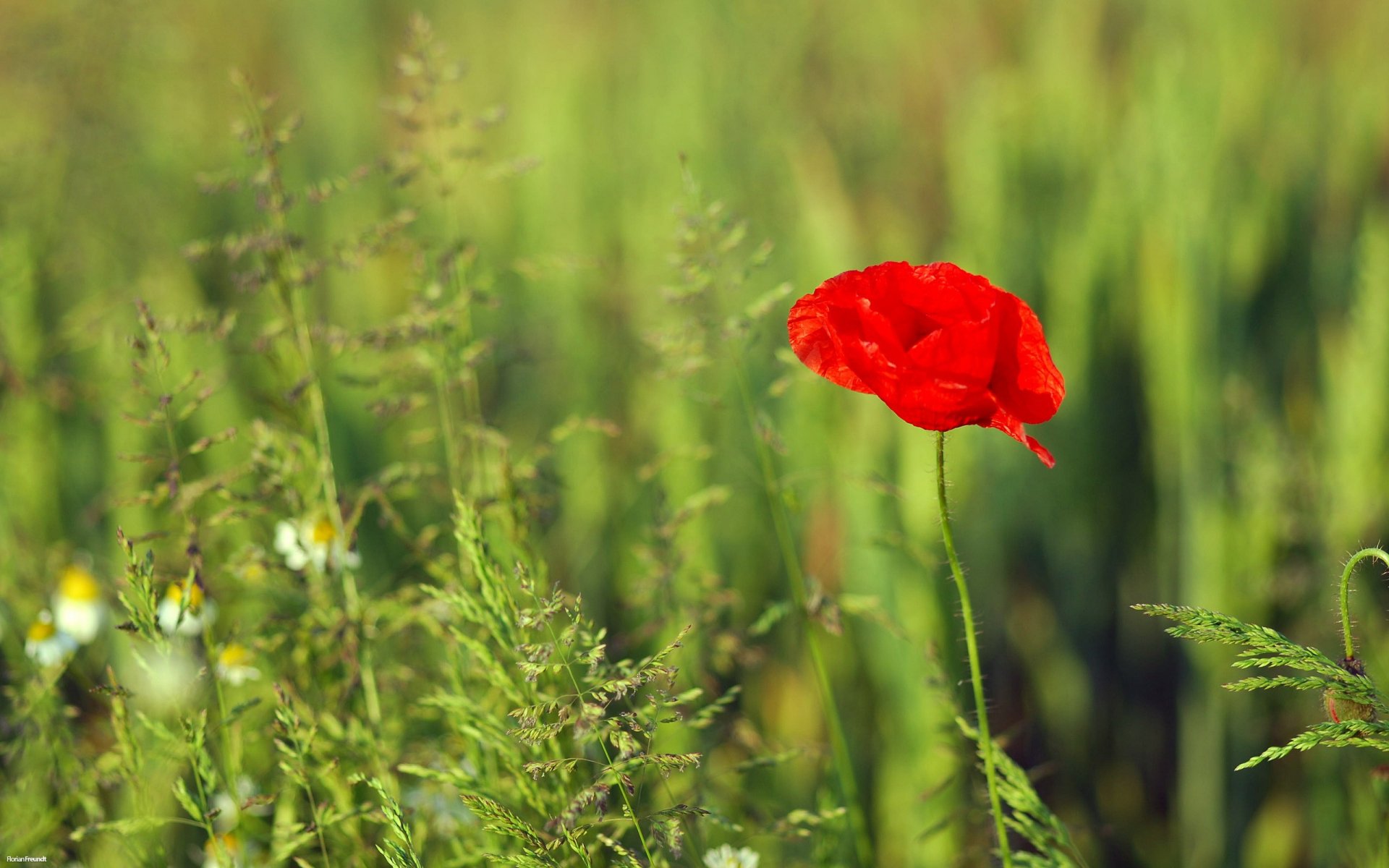 plante vert rouge