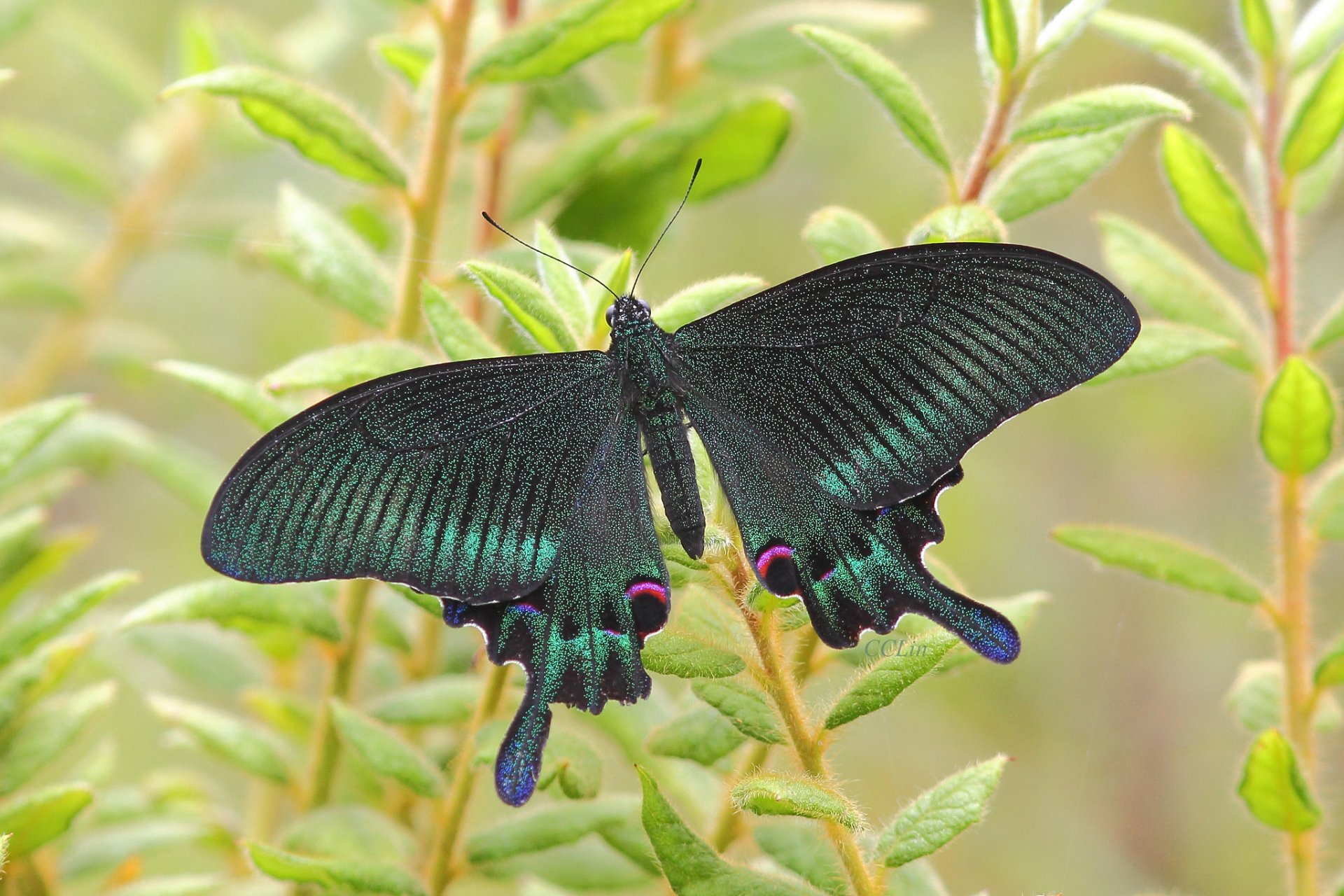 motyl ćma owad roślina natura