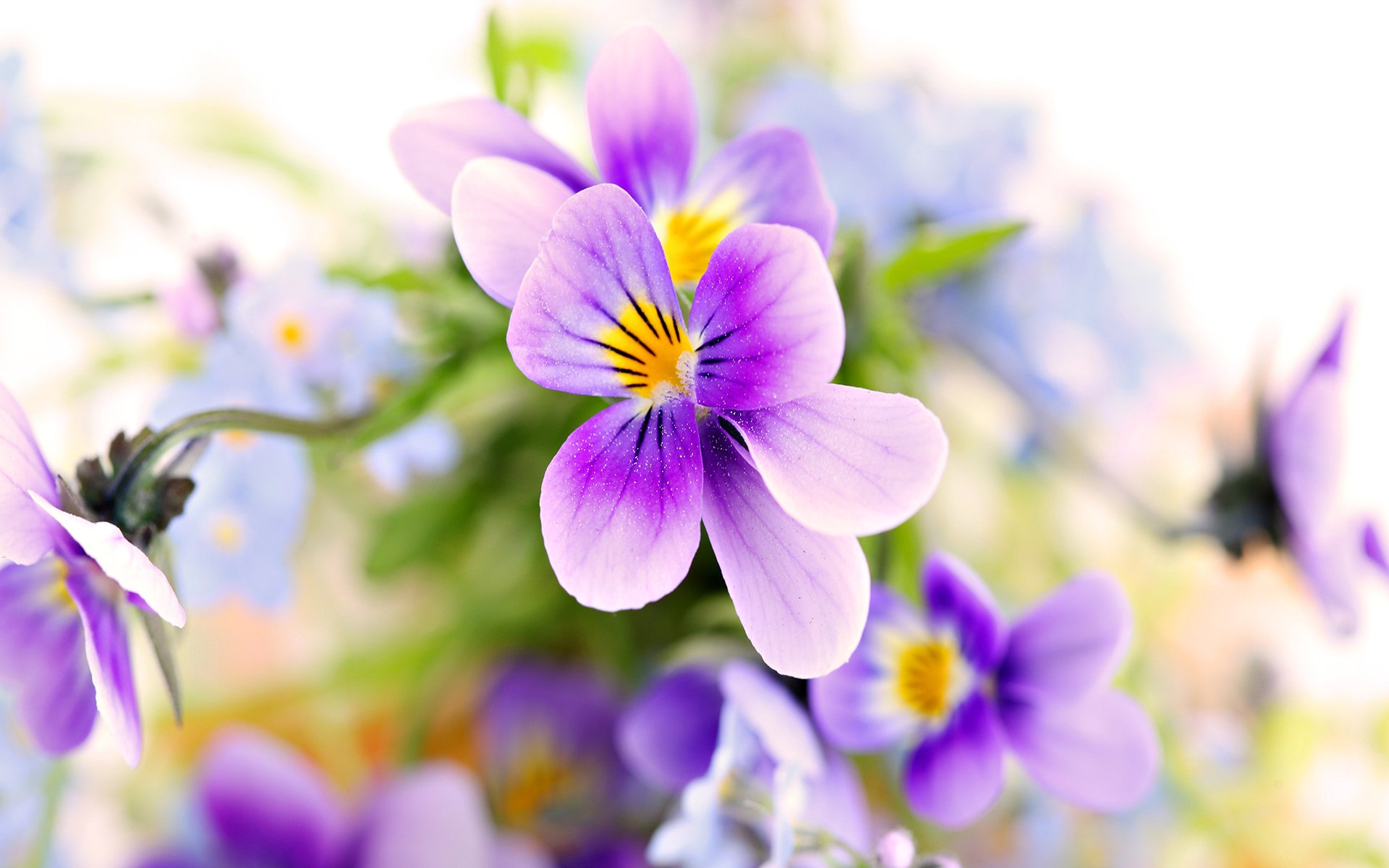 flower petals nature plant