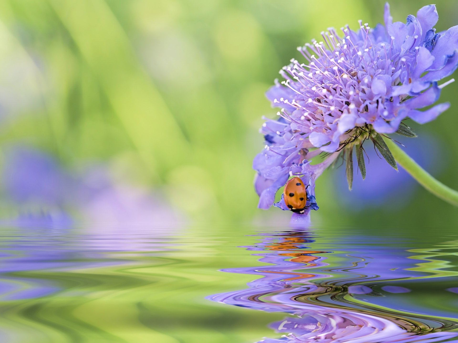 fleur coccinelle coléoptère eau réflexion gros plan