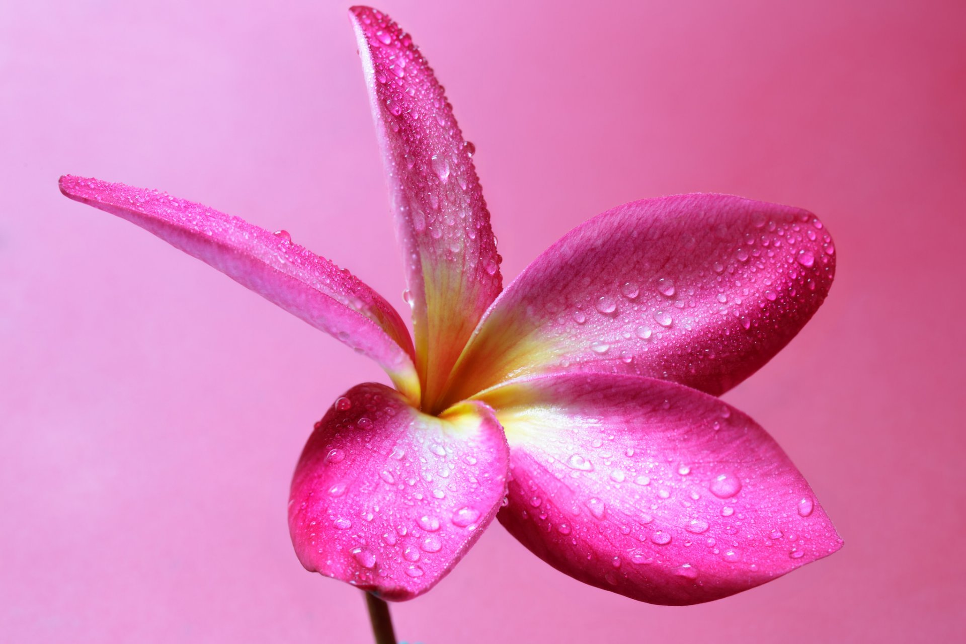 plumeria blume blütenblätter natur tropfen tau wasser