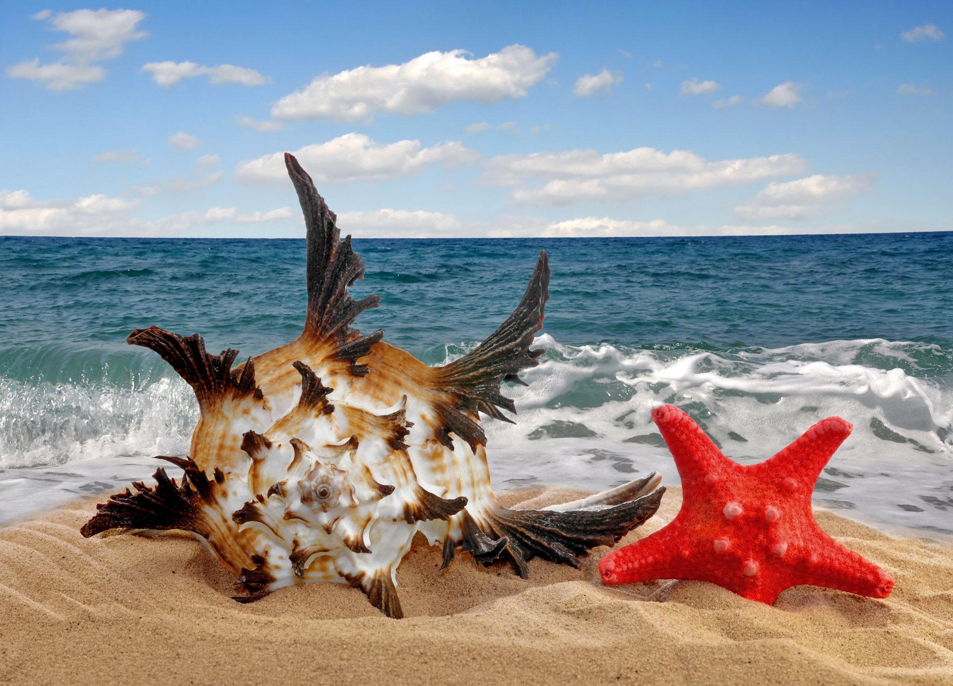 muscheln sterne sand meer muschel stern strand