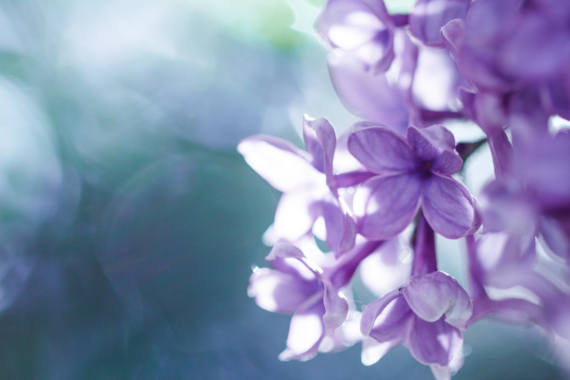 lilas inflorescence fleurs gros plan