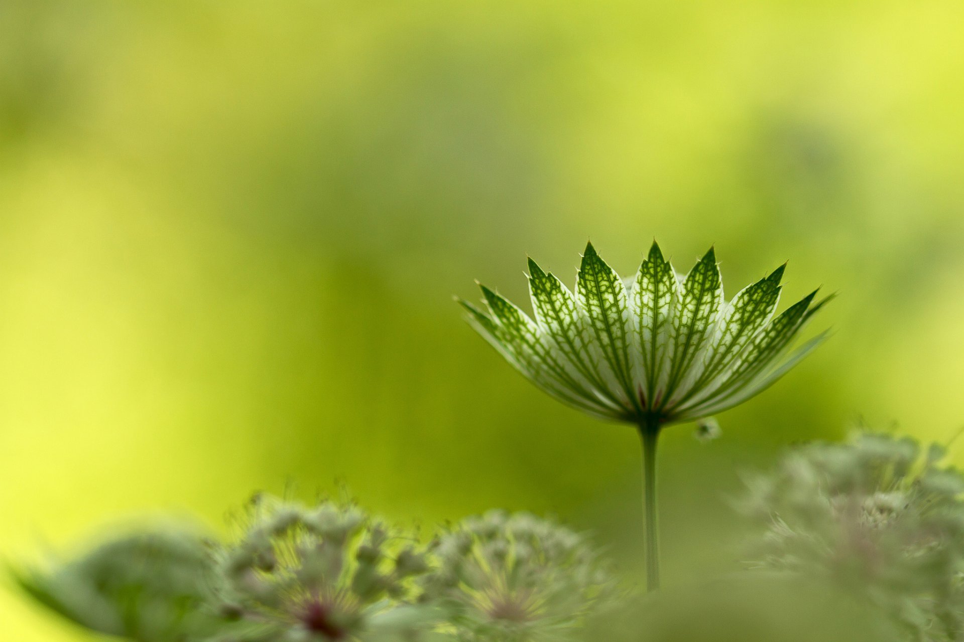 roślina parasolka astrantia duża astrantia duża lub gwiazda duża