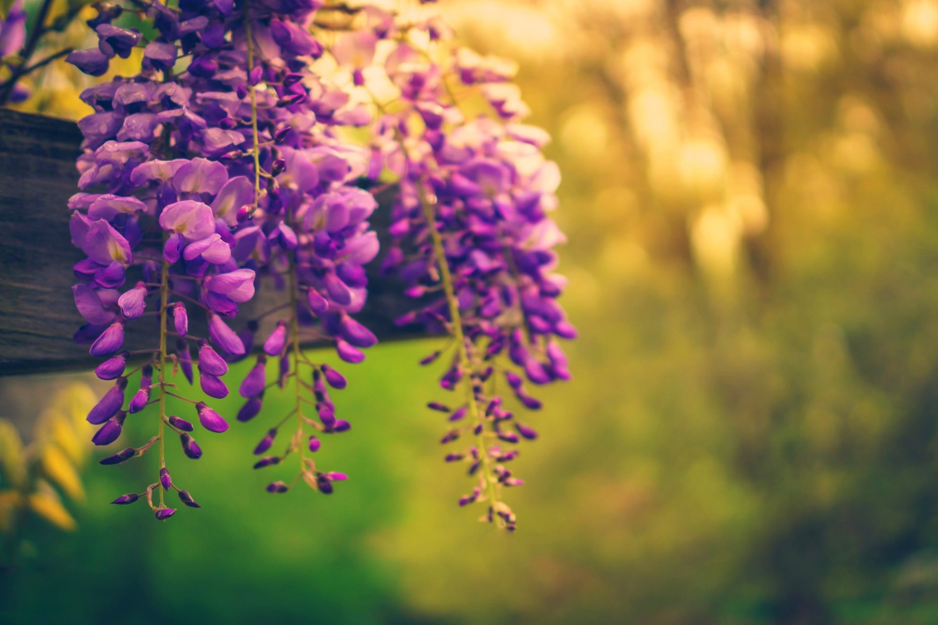 nature fleurs printemps arbres printemps