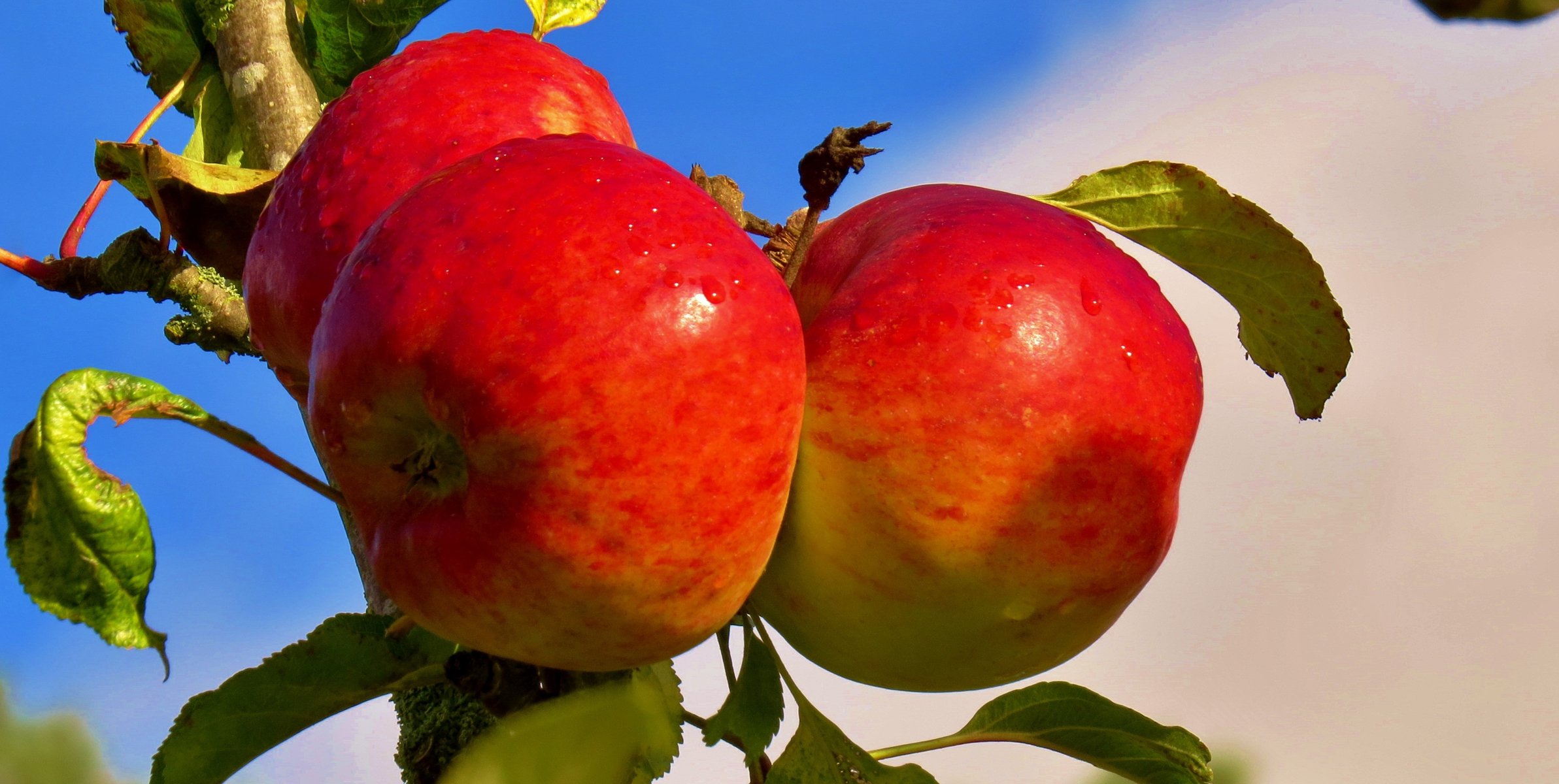 cielo rama fruta manzanas comida jardín