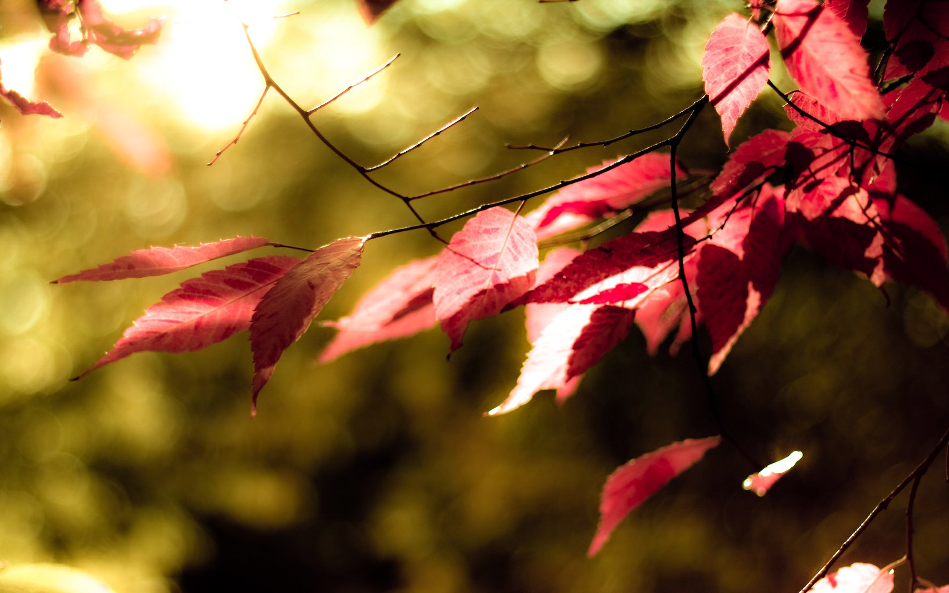 leaves red flowers color tree autumn green