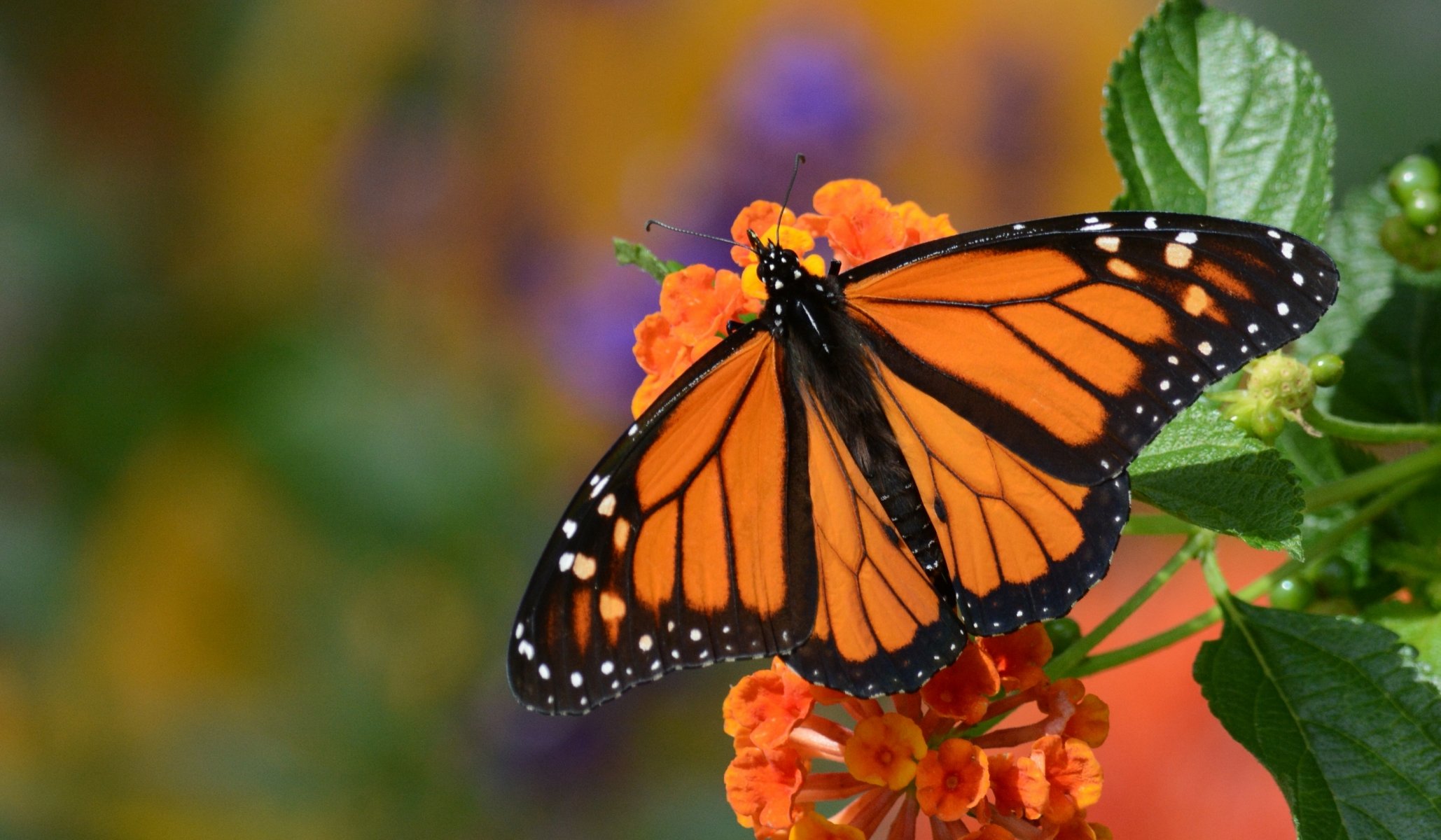 monarch danaida monarch schmetterling blume makro