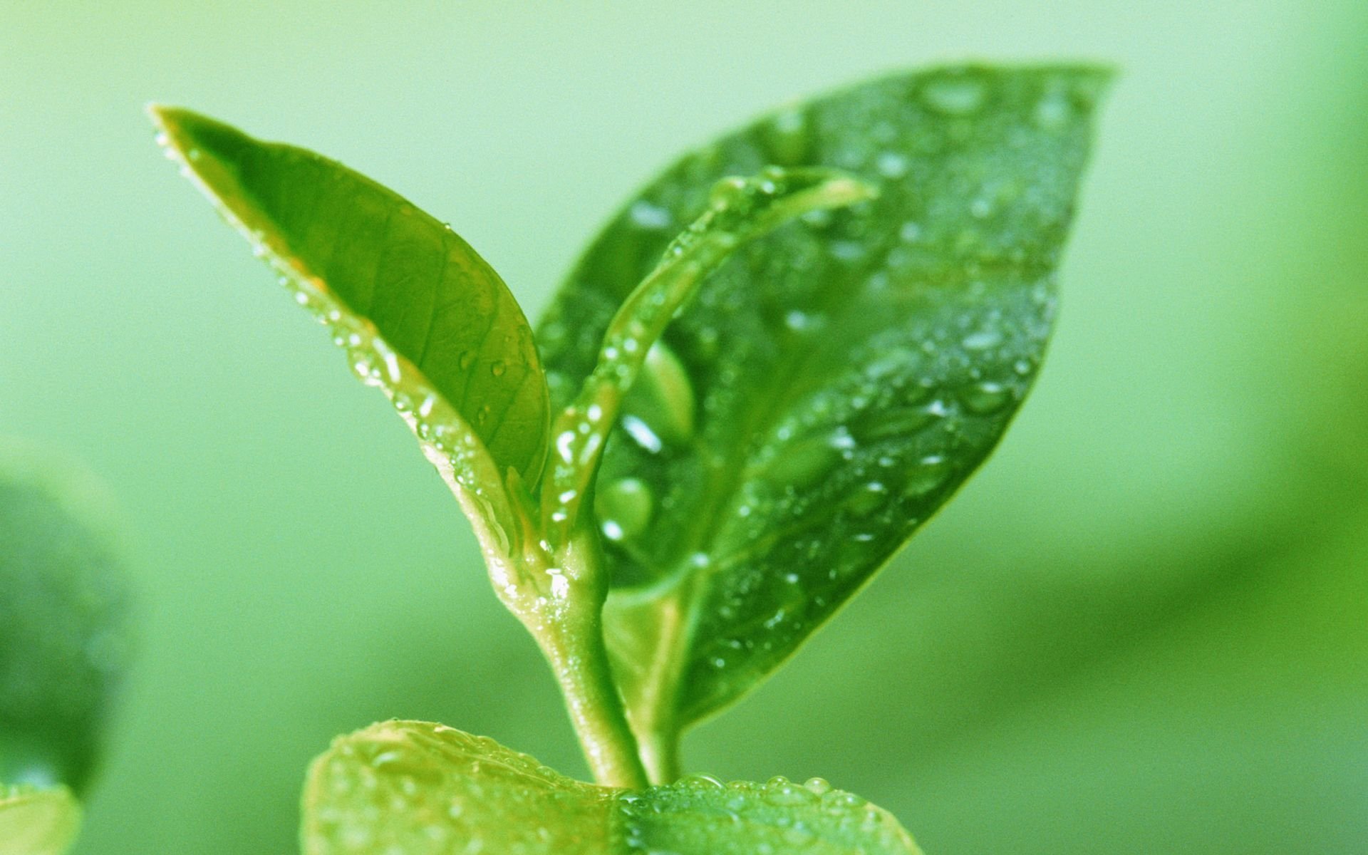 close up leaves green summer drops water nature