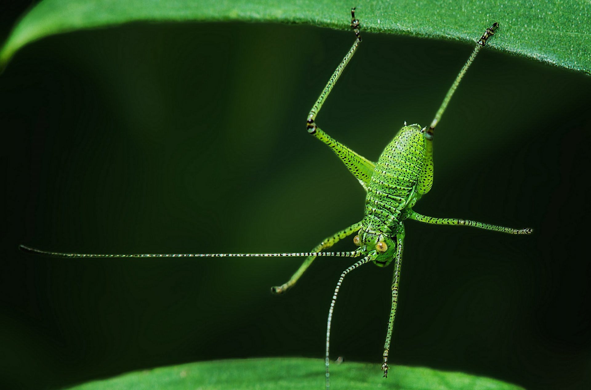 plastinohvost point insect grasshopper leaves acrobat close up