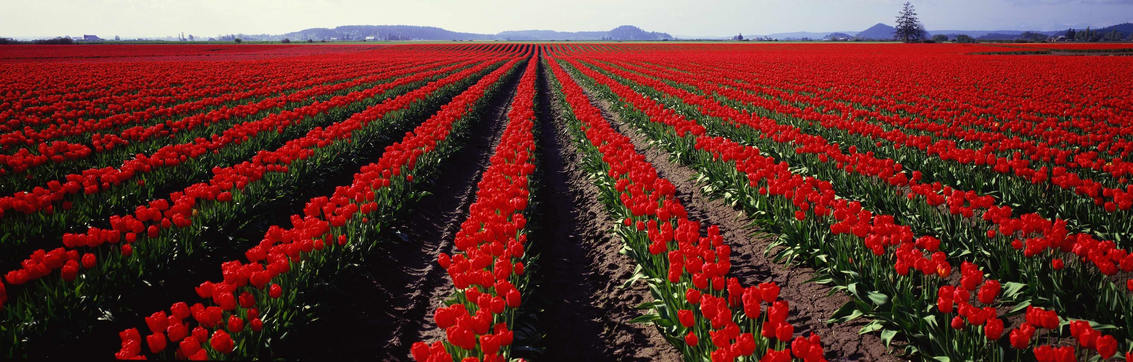 panorama the field tulip