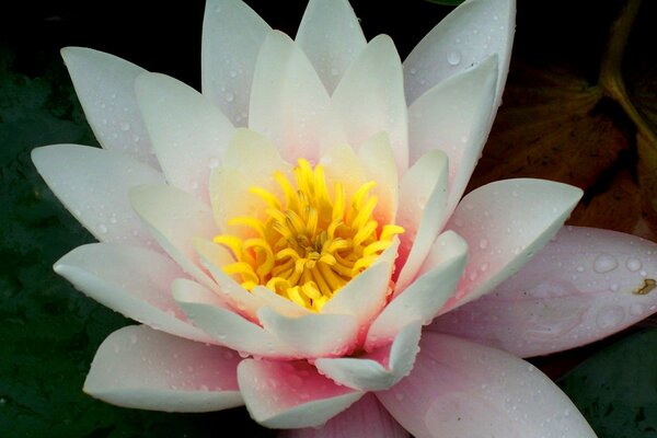 Macro de disparo de flores de Lirio