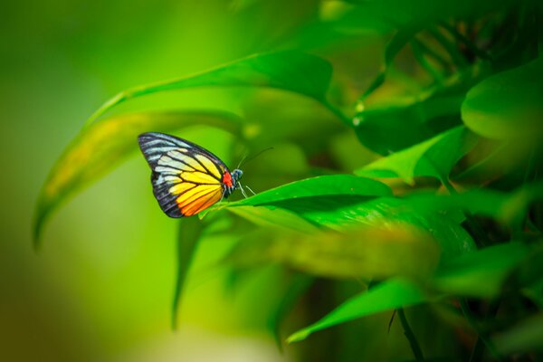 Heller Schmetterling, der auf grünem Laub sitzt