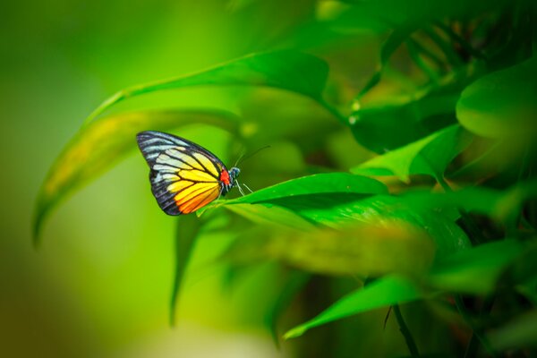 Jasny Motyl siedzący na zielonych liściach