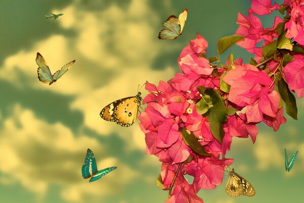 A flock of butterflies collect pollen on a flower