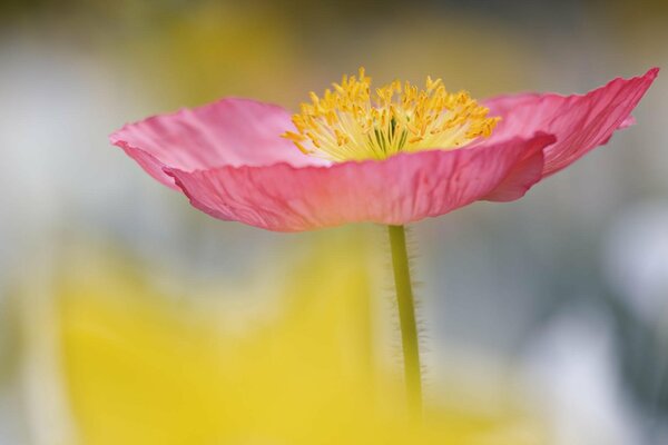 Delicate pink flower with yellow stamens