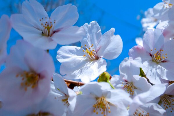 Blühende Baumgärten im Frühling