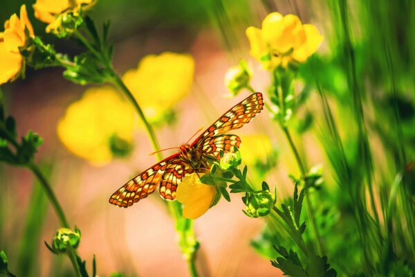 Schmetterlinge und Blüten von gelblicher Farbe