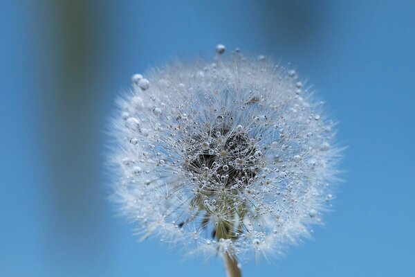 What does a dandelion look like in the morning