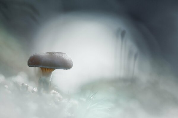 Pilz-Fliegenpilz auf einem kalten, schlammigen weißen Hintergrund mit Frost und Schneewehen