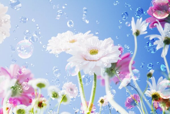 White and lilac flowers and droplets