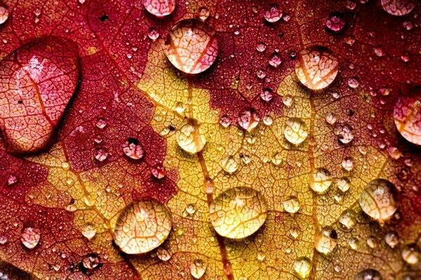 A leaf of interesting color with dew drops