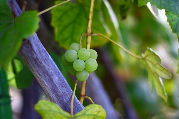 Green grapes on a branch macro photography