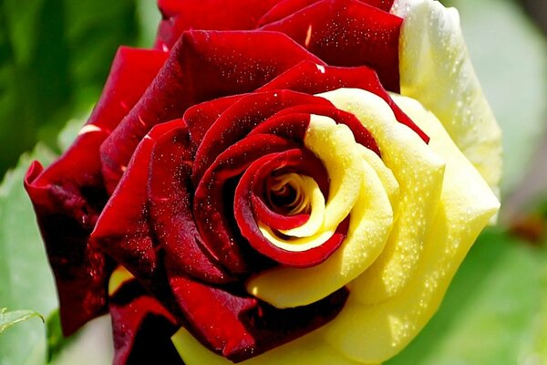 Flower of a two-tone rose with leaves