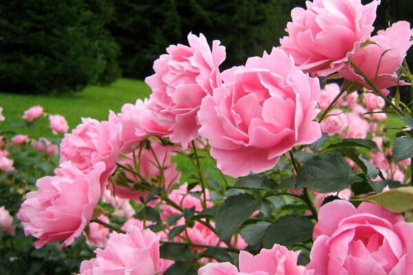 Brotes exuberantes de peonías Rosadas