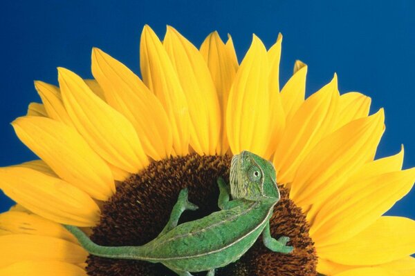 A small lizard on a sunflower flower